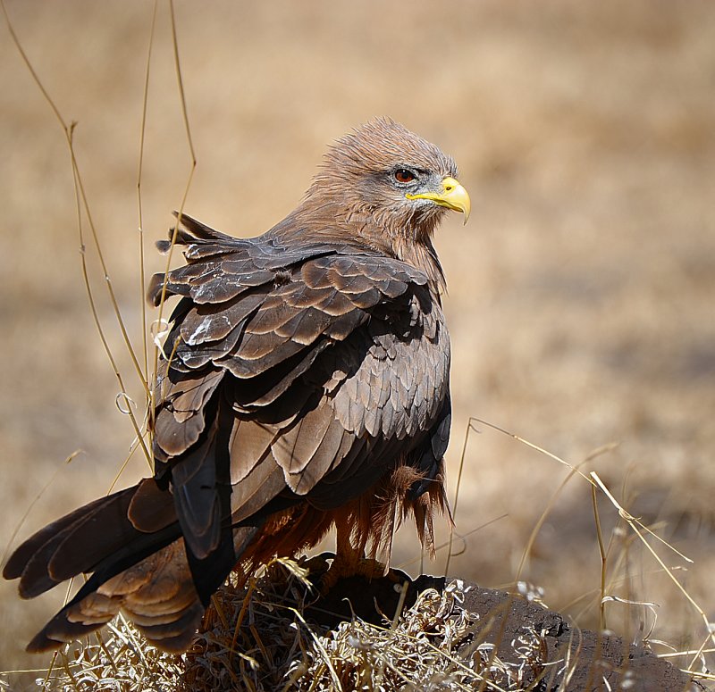 Tawny Eagle.Ngorongoro