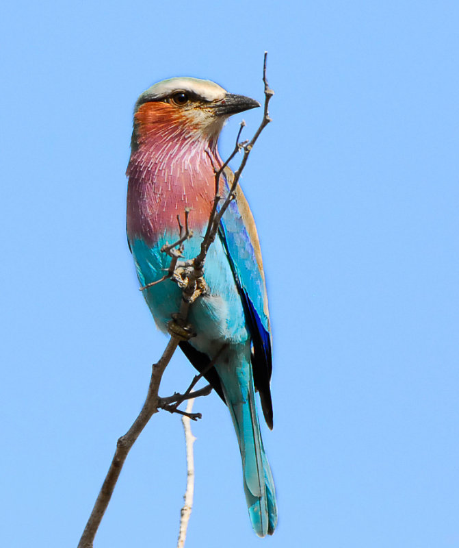 Lilac breasted Roller.Mopani SA