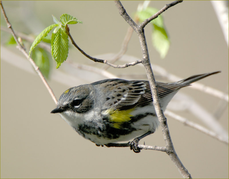 Yellow Rumped Warbler