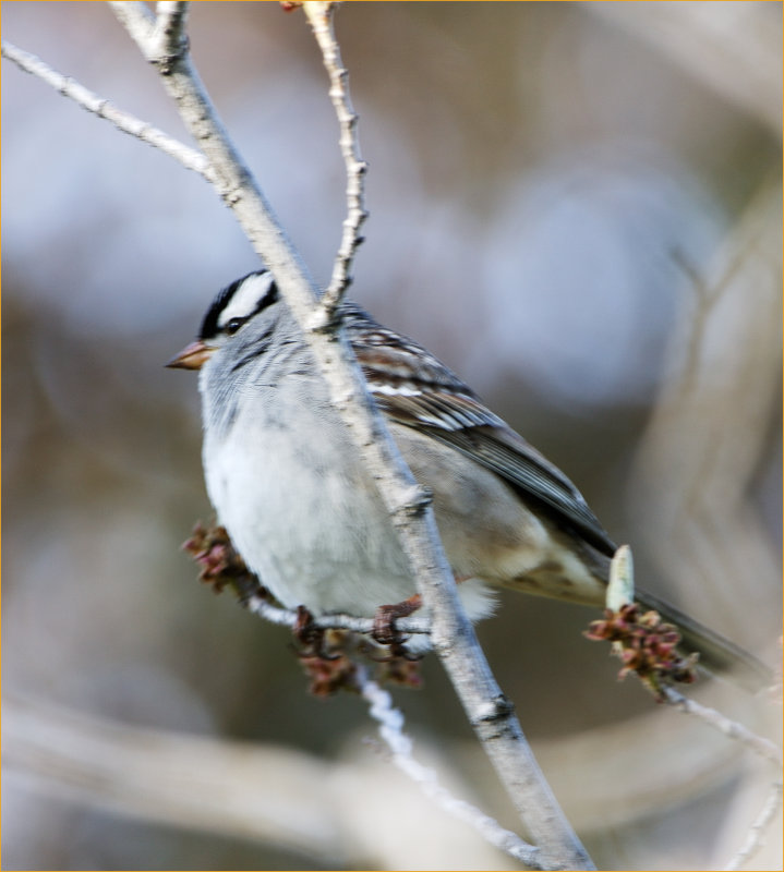 White-Crowned Sparrow