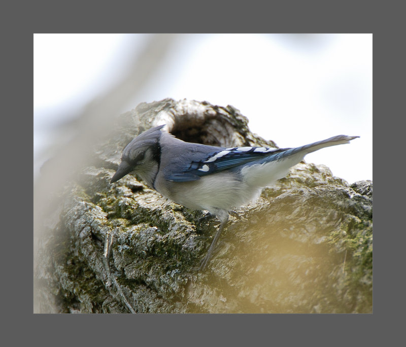 Blue Jay