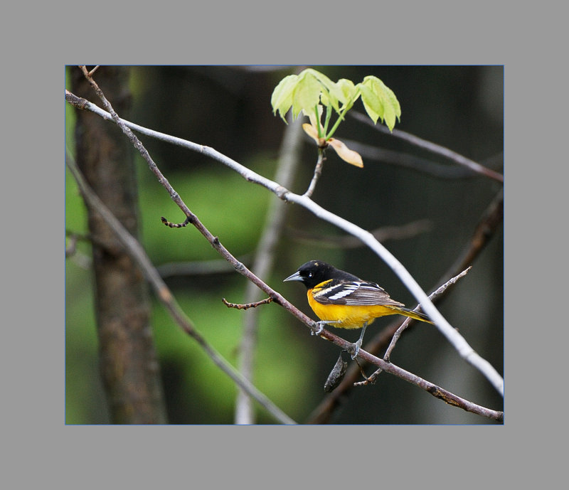 Baltimore Oriole