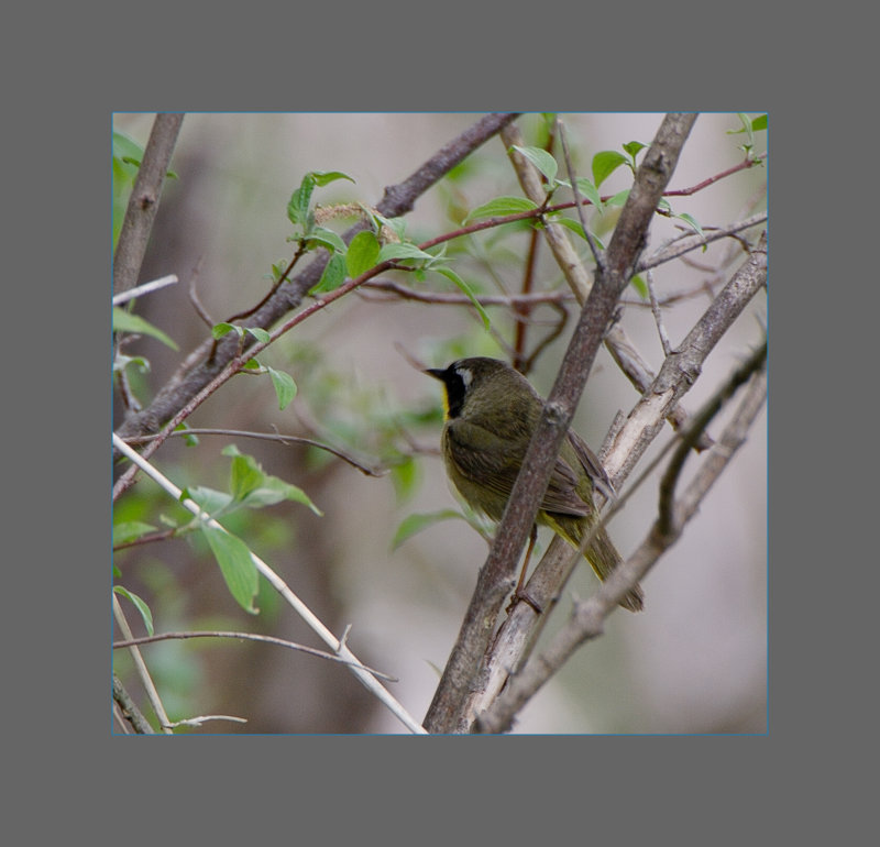 Common Yellowthroat