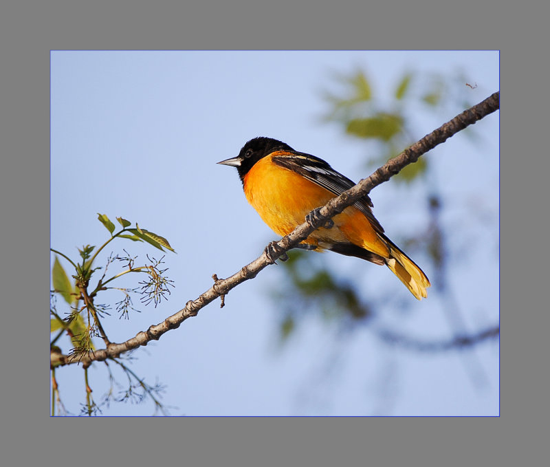 Baltimore Oriole