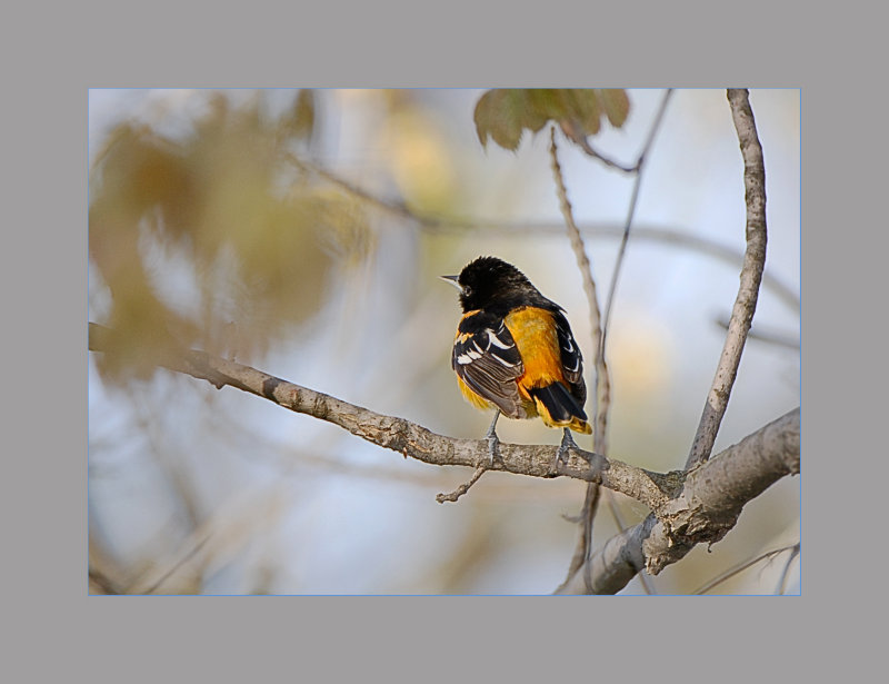 Baltimore Oriole