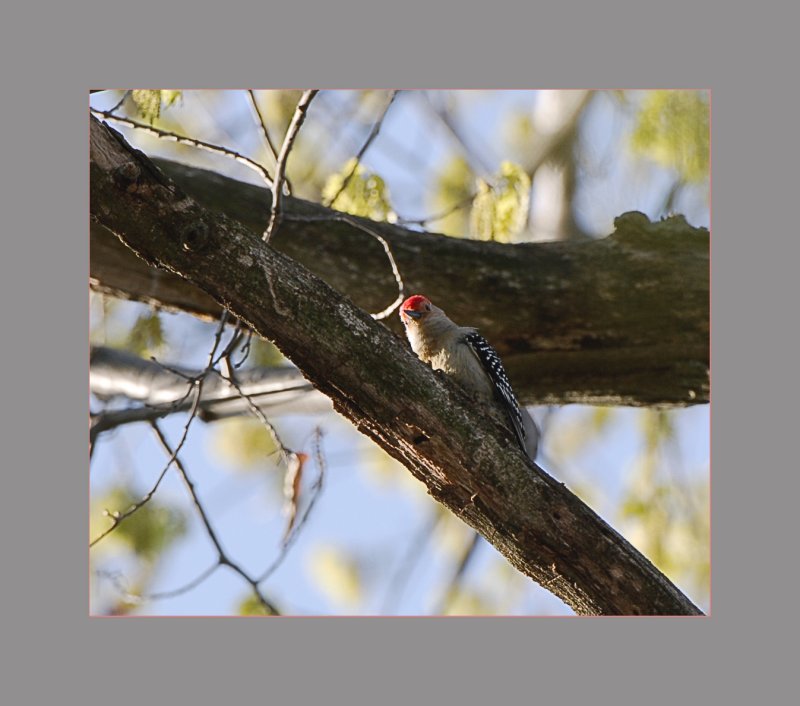 Red-Bellied Woodpecker