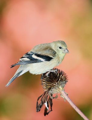 American Goldfinch