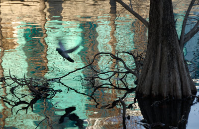 Reflection on lake Eola.Orlando