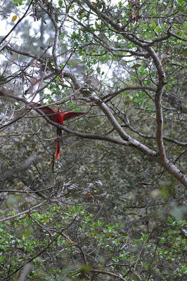 a wild scatlet macaw.Copan Ruinas