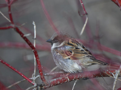 Song Sparrow