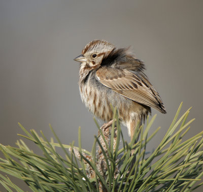 Song Sparrow