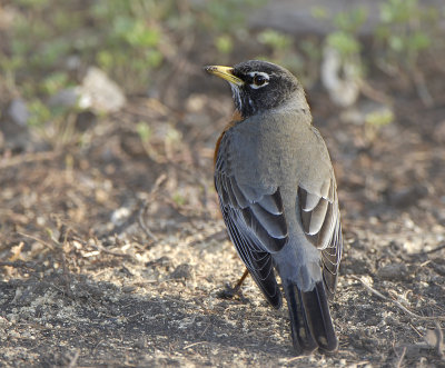 American Robin