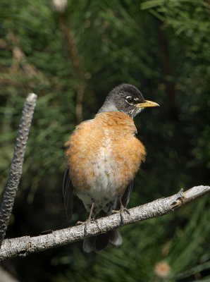 American Robin