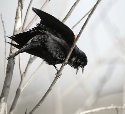 Red - Winged Blackbird male