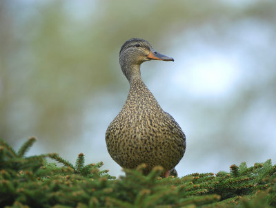 mallard female