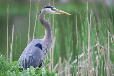 Great Blue Heron