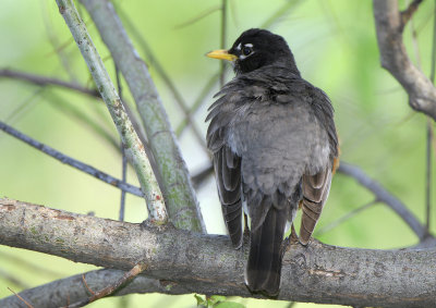 American Robin