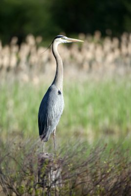 Great Blue Heron