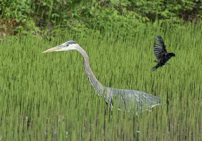 Great Blue Heron