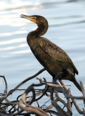 Aalscholver Cormorant .lake Eola Orlando