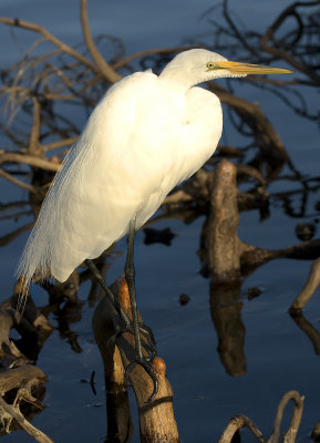Snowy Egret .lake Eola Orlando