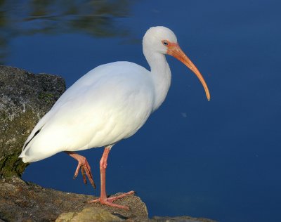 White Ibis.lake Eola Orlando