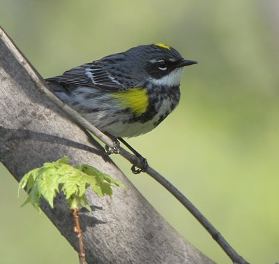 Yellow Rumped Warbler