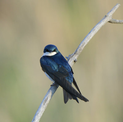 Tree Swallow