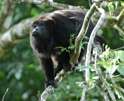 Howler monkey.Tikal Guatemala