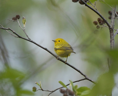 Yellow Warbler