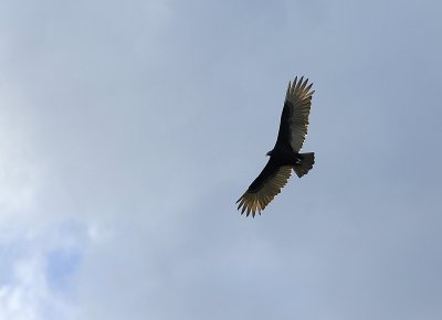 Turkey Vulture.Tikal Guatemala