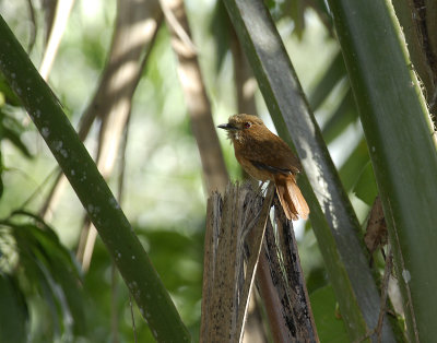 White-Whiskered puffbird.Tikal Guatemala