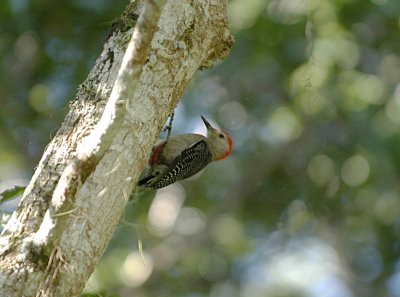 golden-fronted woodpecker.Tikal Guatemala