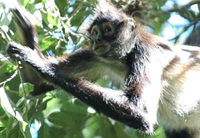 Spider monkey,Tikal Guatemala