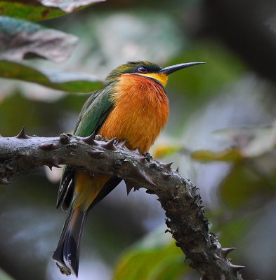 little bee-eater