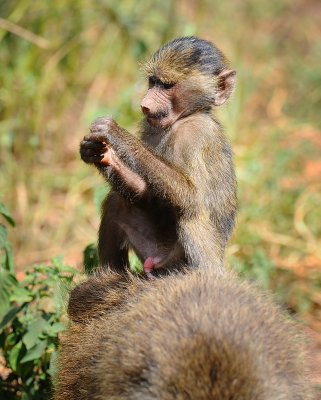 Baboon monkey . Manyara NP