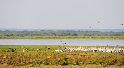 Manyara lake