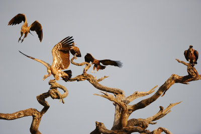 Vultures.Serengeti