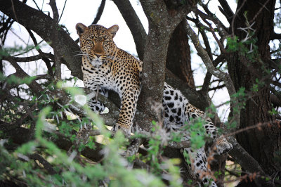 Leopard.Serengeti