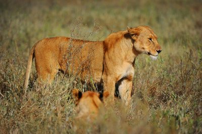 Lioness.Serengeti