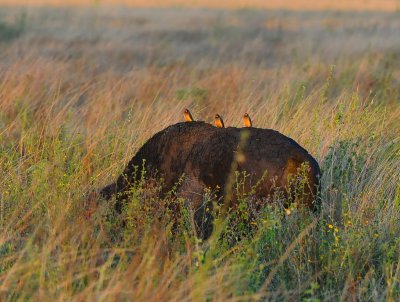 Three red billed oxpeckers.Serengeti