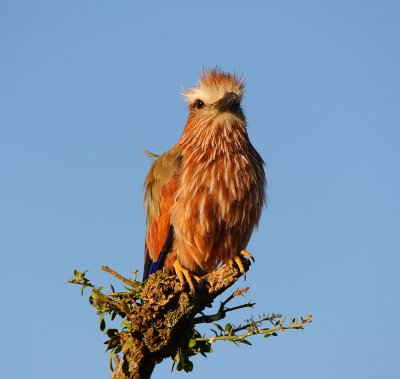 Purple Roller.Serengeti
