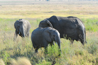 Africa Elephants.Serengeti