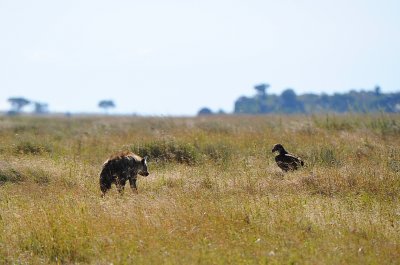 Hyena confronts the Vulture.Serengeti