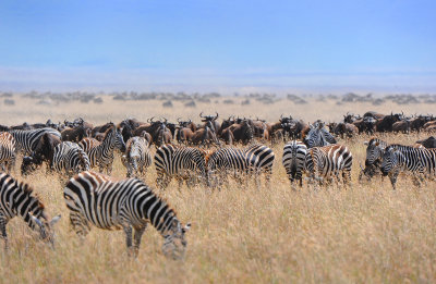 Zebras & Wildebeests. Ngorongoro