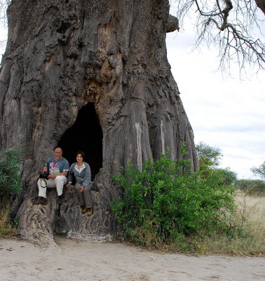 Giant Baobab tree.Tarangire