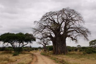 Baobab tree at Tarangire