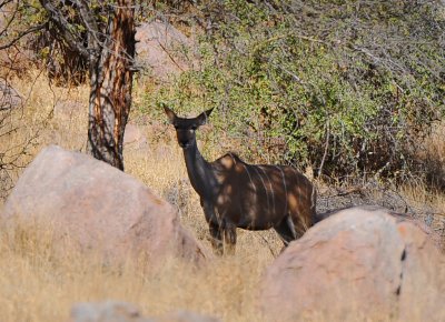 female Kudu.Letaba