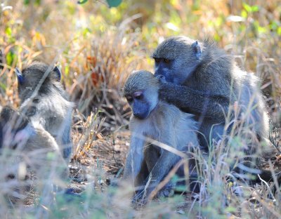 Chacma Baboon.Letaba restcamp