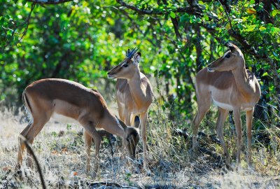 female Impalas.Letaba